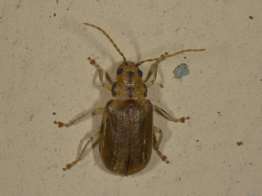 Pyrrhalta viburni? S, Chrysomelidae